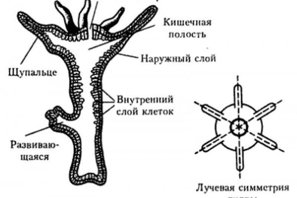 Кракен зеркало сайта vtor run